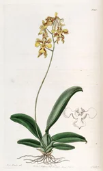 Oncidium ciliatum